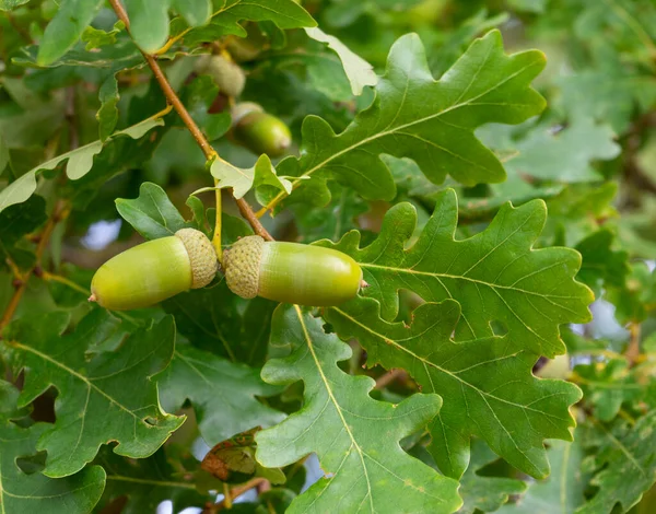 Closeup Shot Some Green Acorns Oak Leaves Natural Ambiance — Stockfoto