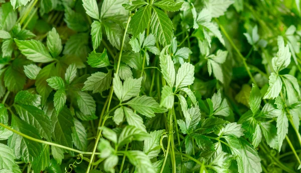 Full Frame Closeup Shot Fresh Green Jiaogulan Plant Leaves — Stock Photo, Image
