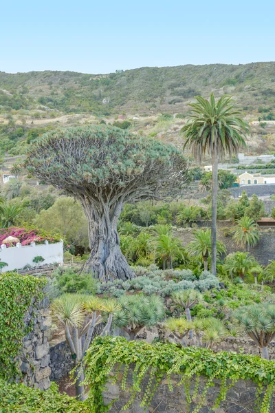 Drago Milenario Drago Icod Los Vinos Olarak Bilinen Drago Parque — Stok fotoğraf