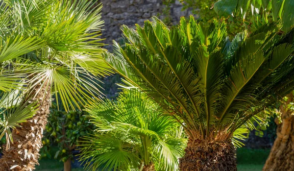 Niektóre Słoneczne Podświetlane Palmy Przed Ścianą Pieca — Zdjęcie stockowe
