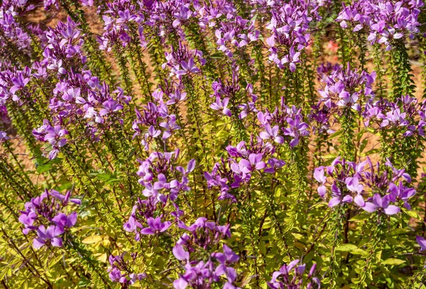 Soleggiato Illuminato Denso Ragno Fiore Vegetazione — Foto Stock