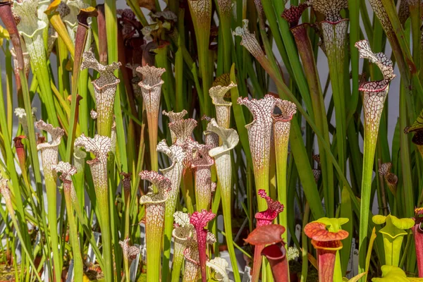 Viele Sonnig Beleuchtete Fleischfressende Purpurrote Kannenpflanzen — Stockfoto