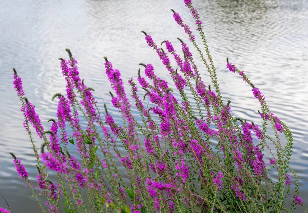 Scenario Ripariano Che Mostra Fiore Viola Allentato Davanti Alla Superficie — Foto Stock