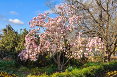 Princes Park 'ta çiçek açan manolya - Hobart, Tazmanya, Avustralya