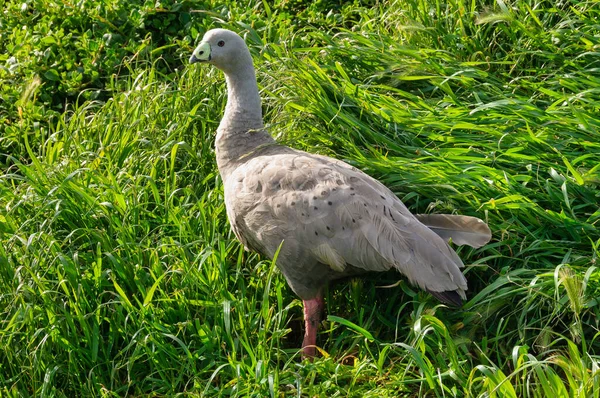 Cape Barren Goose Ganso Gris Pálido Muy Grande Con Una — Foto de Stock