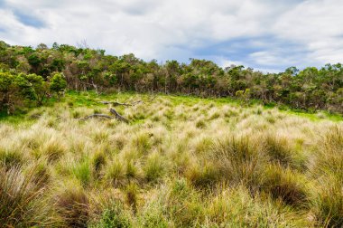 Rhyll Körfezi 'ndeki Bushland Yaban Hayatı Rezervi - Phillip Adası, Victoria, Avustralya