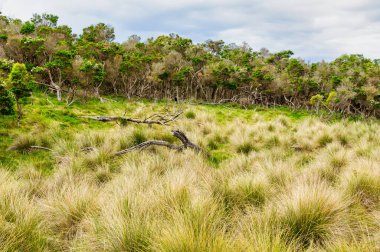 Rhyll Körfezi 'ndeki Bushland Yaban Hayatı Rezervi - Phillip Adası, Victoria, Avustralya