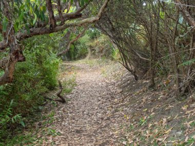 Büyük Okyanus 'ta Marengo, Victoria, Avustralya' daki Three Creek Sahili 'nin üzerinde yürüyüş pisti.