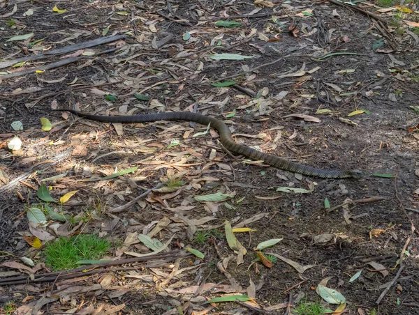 Tiger Snake Elliot Road Ellio Ridge Victoria Australia — Zdjęcie stockowe