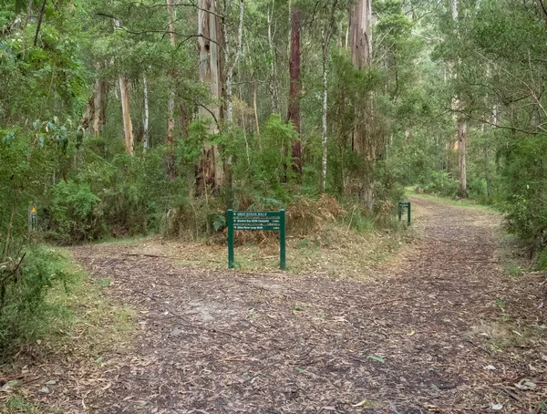 Fork Path Great Ocean Walk Close Elliot Ridge Campground Elliot — стоковое фото