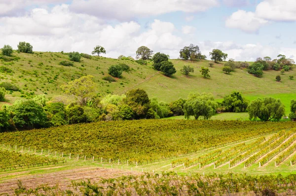 Avcı Vadisi Ndeki Yuvarlanan Tepeler Üzüm Bağları Mount View Nsw — Stok fotoğraf