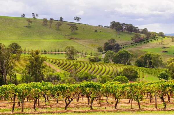 Pintorescos Viñedos Valle Hunter Mount View Nsw Australia — Foto de Stock