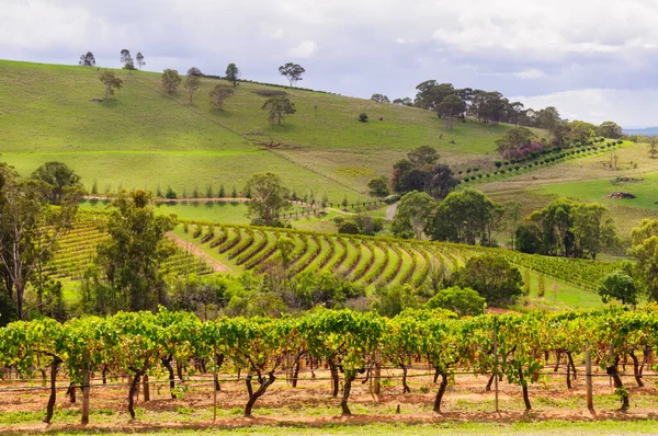 Picturesque Vineyards Hunter Valley Mount View Nsw Australia Стокове Фото
