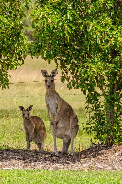 Zvědaví Divocí Klokani Hunter Valley Lovedale Nsw Austrálie — Stock fotografie