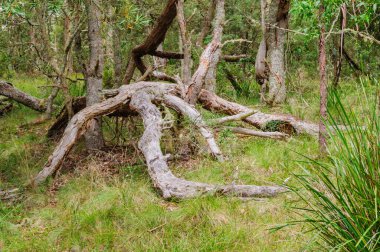Kuru ağaç dalları - Dorrigo, NSW, Avustralya
