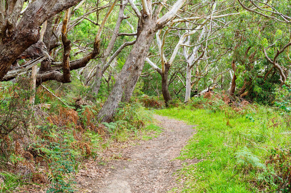 Walking track in the Tomaree National Park - Shoal Bay, NSW, Australia