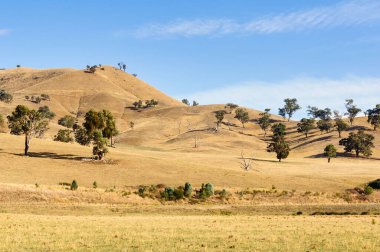 Sonbaharda sarı yuvarlanan tepeler - Mansfield