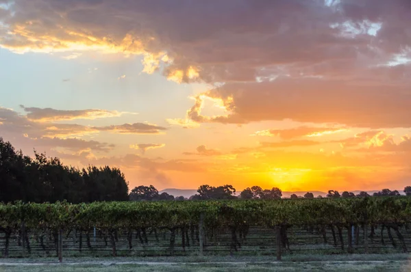 Sunset Vineyard Milawa Victoria Australia — Stok fotoğraf
