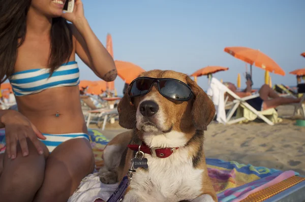 선글라스를 끼고 해변에 있는 개 — 스톡 사진