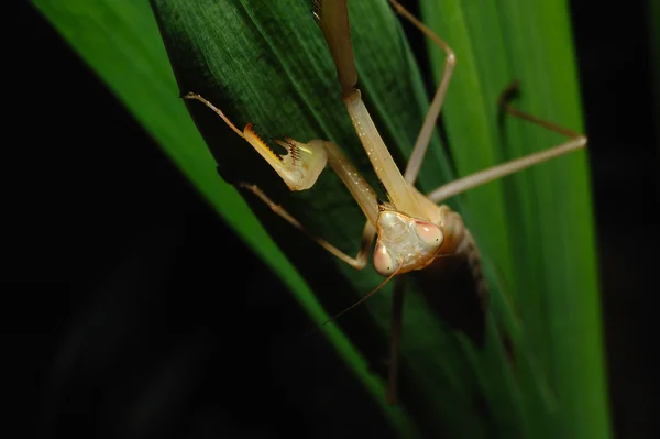 Mantis orante —  Fotos de Stock