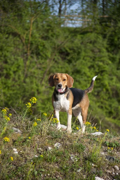 비글 강아지 — 스톡 사진