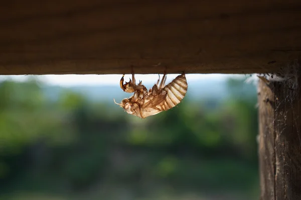 Insektenflug — Stockfoto