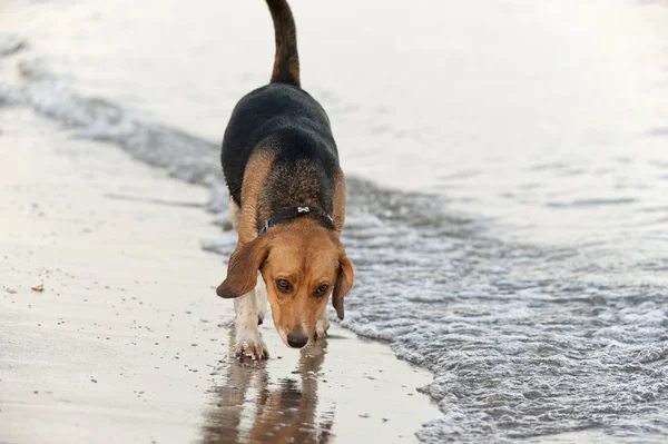 Dog by the sea — Stock Photo, Image