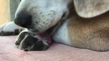 Köpek pençesini yalıyor. Bay Beagle yatarken patisini yalıyor. Hayvan bakımı ve temizliği yakın plan görüntüsü.