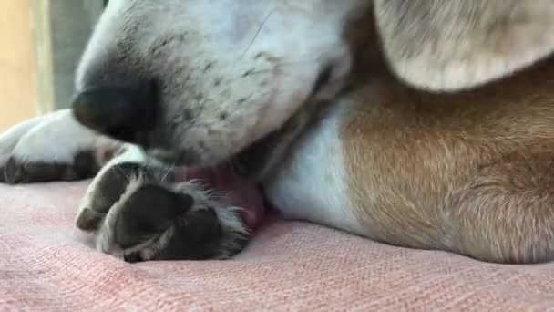 Perro Lamiendo Pata Señor Beagle Lame Pata Mientras Está Acostado — Vídeo de stock