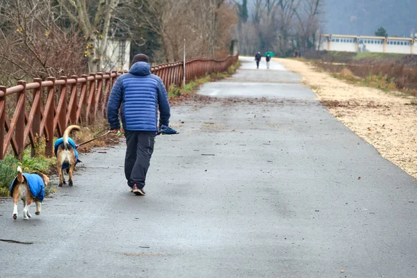 Mann Geht Mit Zwei Hunden Blauen Mänteln Einem Regnerischen Wintertag — Stockfoto