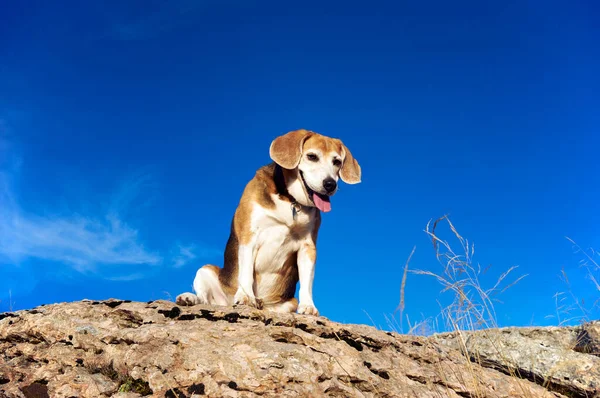 Alter Beagle Hund Sitzt Auf Felsen Berggipfel Und Erschnüffelt Wilde — Stockfoto