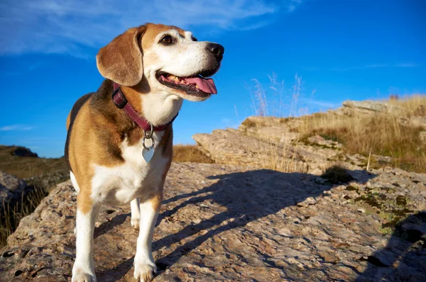 Alter Beagle Hund Sitzt Auf Felsen Berggipfel Und Erschnüffelt Wilde — Stockfoto