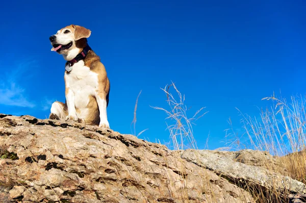 Old Beagle Dog Sitting Rocks Mountain Peak Sniff Out Wild — Stock Photo, Image