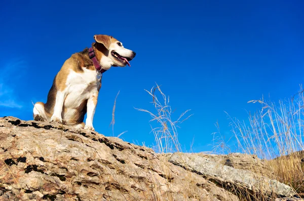 Old Beagle Dog Sitting Rocks Mountain Peak Sniff Out Wild — Stock Photo, Image