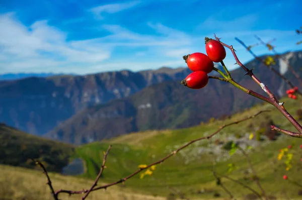 Vermelho Selvagem Rosas Rosa Canina Outono Frutas Arbusto — Fotografia de Stock
