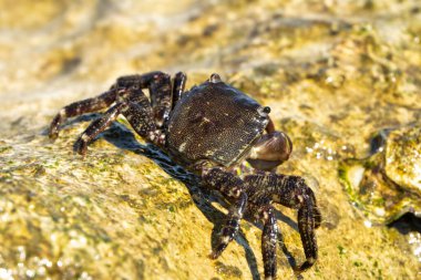 Adriyatik Denizi 'nin kayalıklarında yiyen mermer kaya yengeci (Pachygrapsus marmoratus, 1787).