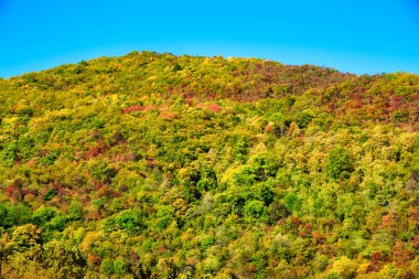 Tepedeki sonbahar renk ağaçları