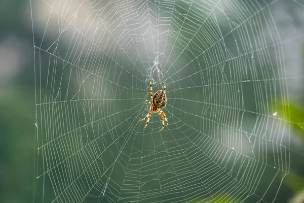 Macro Toma Una Araña Jardín Europea Araña Cruzada Araneus Diadematus —  Fotos de Stock