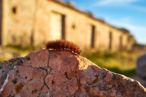 Close Bright Red Caterpillar Rock —  Fotos de Stock