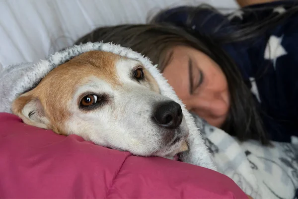睡梦中的女士和她的老比格尔犬一起躺在床上 躺在被子下面 — 图库照片