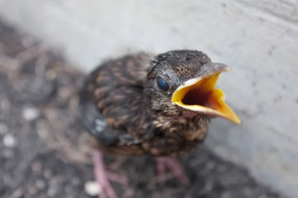 Cloese Frightened Little Bird Frightened Eyes Screams Loudly — Stock Photo, Image