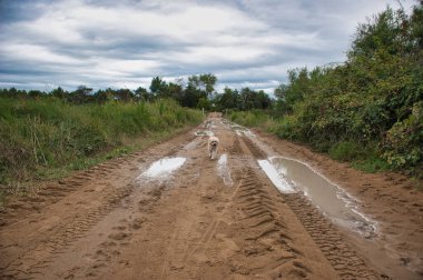 Üzgün evsiz köpek su birikintileriyle dolu ıslak yolda yürüyor.