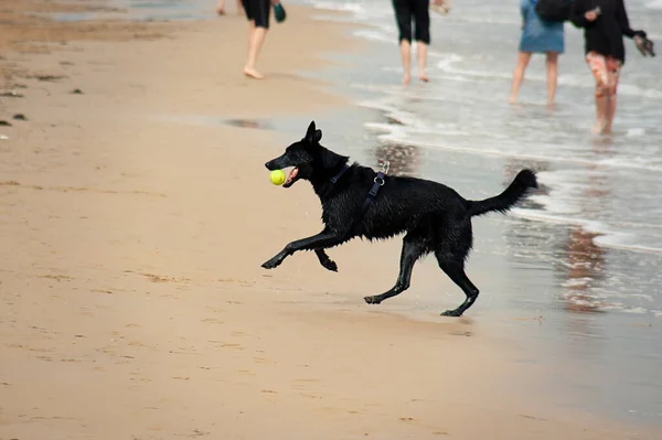 Ενεργό Μαύρο Σκυλί Παίζει Μια Κίτρινη Μπάλα Στην Παραλία — Φωτογραφία Αρχείου