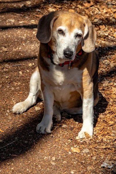 Müder Und Gelangweilter Alter Beagle Hund Wartet — Stockfoto