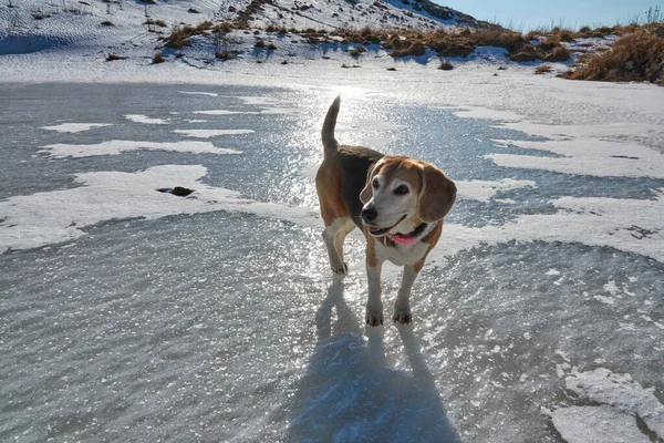 Beagle Hund Mit Rosa Halstuch Geht Auf Dem Zugefrorenen See — Stockfoto