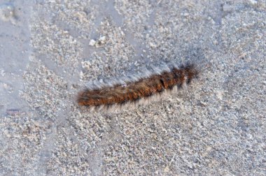 Kıllı Tırtıl kumların üzerinde