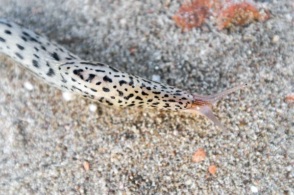 砂の上に 偉大な灰色のカタツムリとヒョウカタツムリの一般的な名前で知られている 最大のカタツムリ 文字通り 最大石灰 — ストック写真