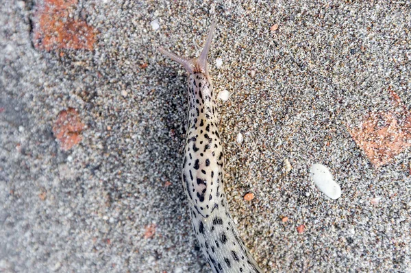 Limax Maximus Literalmente Caracol Más Grande Conocido Por Los Nombres —  Fotos de Stock