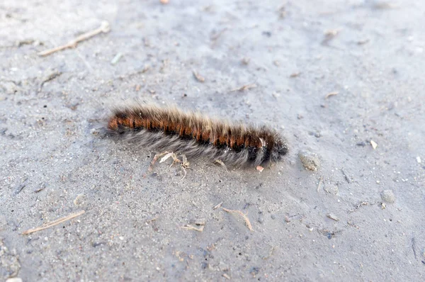 Haarige Raupe Auf Dem Sand — Stockfoto