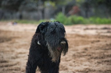 Kumsalda kumla dolu ıslak siyah köpek